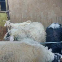 بره نرچاق تخت وکره|حیوانات مزرعه|حمیدیا, |دیوار