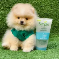 توی پودل و پامرانین خرسی