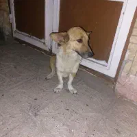 واگذاری سگ رایگان