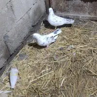 کبوتر سوسکی یا خال پیست