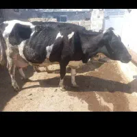 گاو هلشتاین ۴۰ کیلو شیر