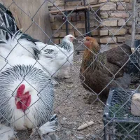 مرغ و خروس برهما|حیوانات مزرعه|خرمدشت, |دیوار