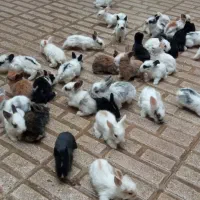 خرگوش فنجانی اصلی