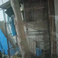 قفس آهنی|لوازم جانبی حیوانات|بند زرک, |دیوار