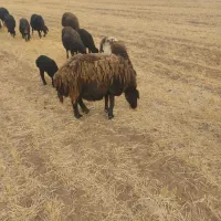 گوسفند افشار