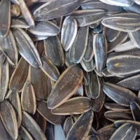 تخمە اجیلی|عمدهفروشی|مهاباد (آذربایجان غربی), |دیوار