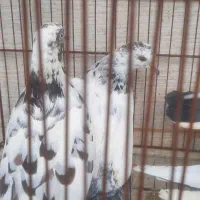 کبوتر|پرنده|رشت, جانبازان|دیوار