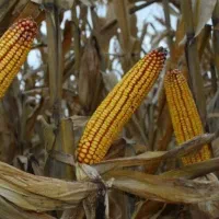 ذرت دانه ای