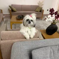 سگ شیتزو ماده صورت فلت