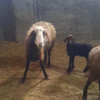 ۱راس بره دار ،۲رس آبستن ،۲راس ماده بره