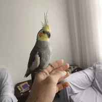 عروس هلندی دستی سخنگو|پرنده|اندیشه, اندیشه فاز ۱|دیوار