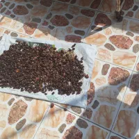 حشف برای گاو