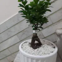 گل بونسای زیبا|گل و گیاه طبیعی|نظرآباد, نظرآباد|دیوار