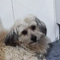 سگ شیتزو تریر