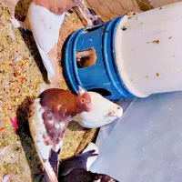 کفتر رنگی سینه دم سفید