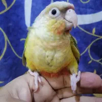 جوجه های سرلاکی گرینچیک در رنگهای مختلف ،راهب|پرنده|تهران, آشتیانی|دیوار