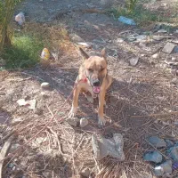 سگ ژرمن|سگ|حاجی آباد, |دیوار