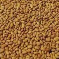 بذر یونجه اصل کشاورزی