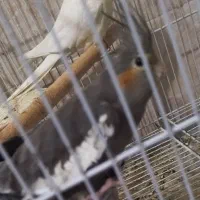 پرنده زینتی|پرنده|بندر دیر, |دیوار