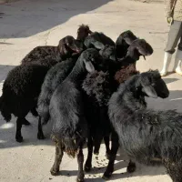 بره نر قره‌قزل