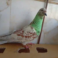 کبوتر