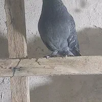 کبوتر درپرشی|پرنده|قم, زند آباد|دیوار