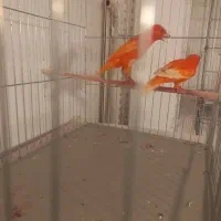 یک جفت قناری رد فاکتور سرخ اورجینال|پرنده|هشتگرد, فاز ۷ مهستان|دیوار