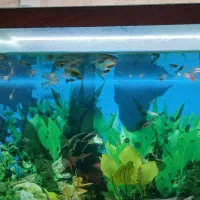 فروش ماهی گوپی