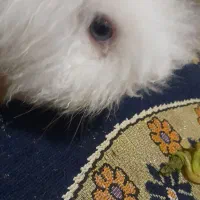 خرگوش همستر