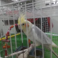 عروس هلندی نر