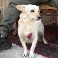 سگ اشپیتز ماده