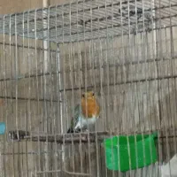 سهره اروپایی