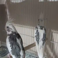 عروس هلندی آلبینو