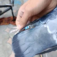 کبوتر پلاکی|پرنده|ایرانشهر, |دیوار