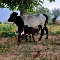 گاو و گوساله نر