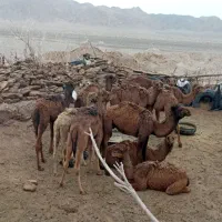 بلبون نر|حیوانات مزرعه|خوسف, |دیوار