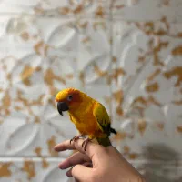 خورشیدی سانکانور فول دستی سخنگو