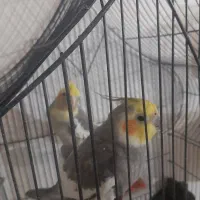 عروس هلندی دوتا نر دستی وسخنگو