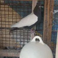 سینه سیاه