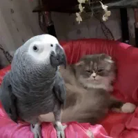 کاسکوی، شیرین سخنگو ی،پر حرف با ادب