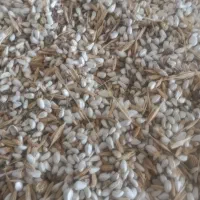 فروش بذر گلرنگ