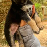 سگ ژرمن شیپرد موکوتاه کینگ سایز شاه توله ( نر )|سگ|تهران, وردآورد|دیوار