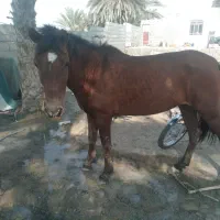 اسب عرب وترک