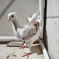 سه عدد کبوتر