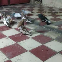 جفت سینه سرخ و زرد|پرنده|شیراز, شریف‌آباد|دیوار