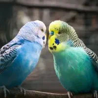 یک جفت مرغ عشق