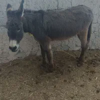 الاغ با قیمت 6 میلیون