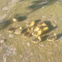 جوجه غاز  محلی ۱۰روزه سنگر