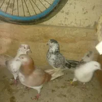 دوجفت کفتر تهرانی اصل پرشی مایع