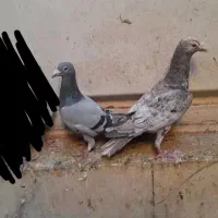 تعدادی کبوتر|پرنده|بهبهان, |دیوار